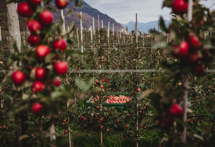 rote Äpfel in einer Plantage