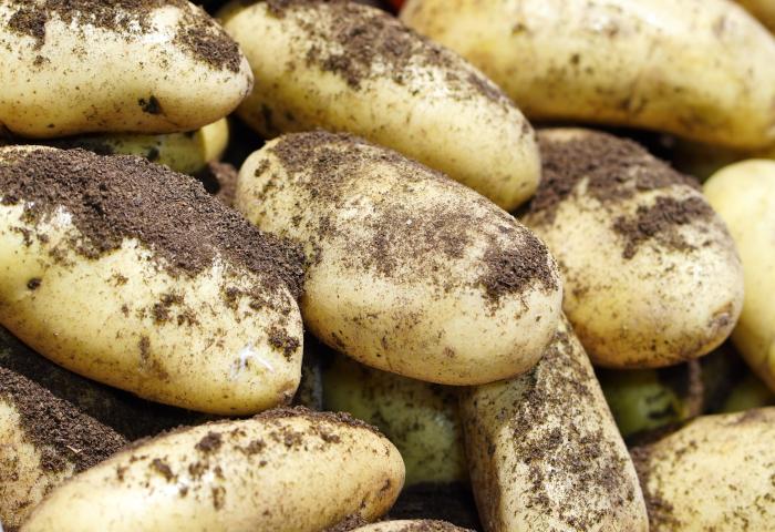 lose Kartoffeln mit Erde
