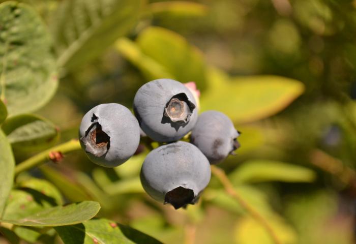 Heidelbeeren