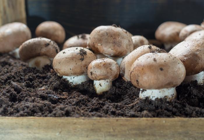 braune Champignons