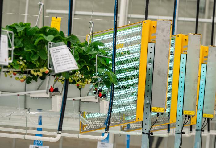 Erdbeeren werden beleuchtet