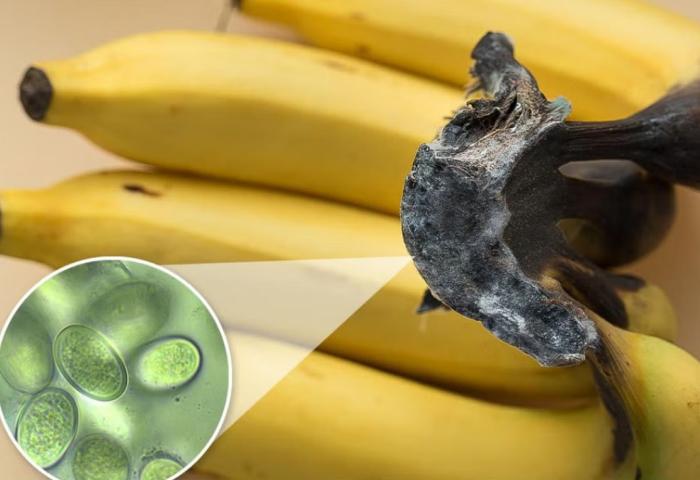 Banane mit mikroskopischer Ansicht von Pilzerregern
