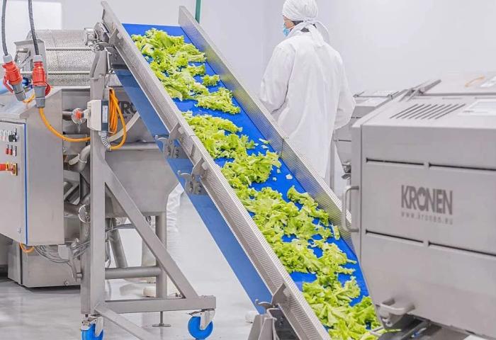 Salat wird auf Maschine transportiert