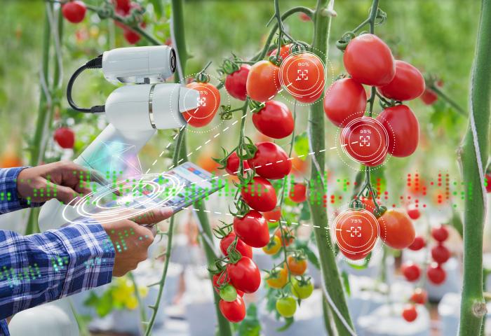Mann hält Tablet an Tomatenpflanze und Roboter scannt die Tomaten