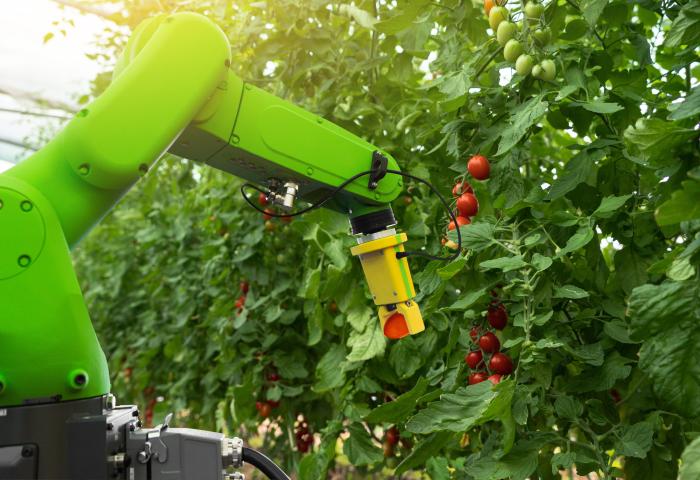 Roboter pflückt Tomaten im Gewächshaus