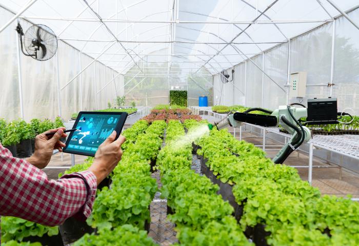 Tablet und Roboter zeigen Daten bei Salat im Gewächshaus