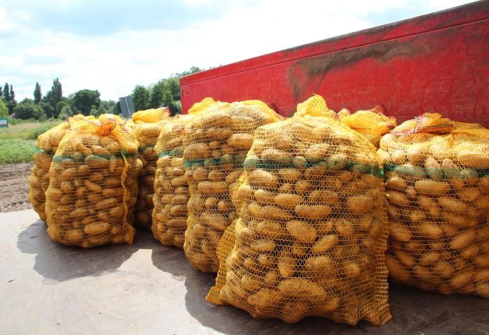 Kartoffeln in Säcke verpackt