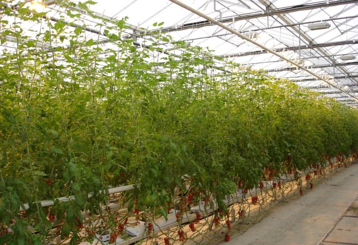 Niederländisches Tomatengewächshaus von innen