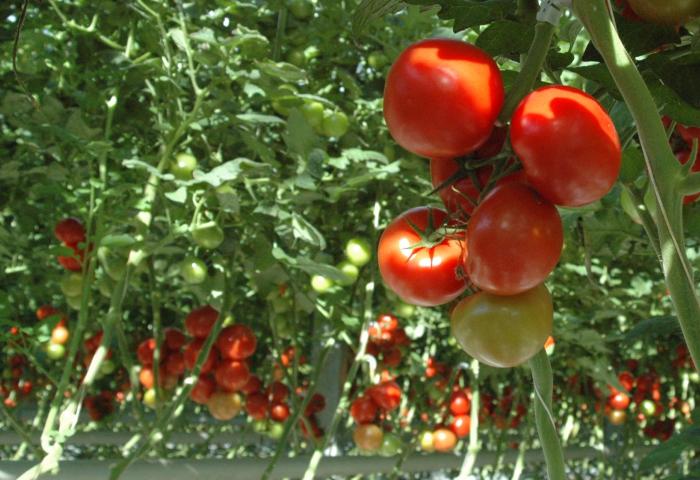 Rote und noch unreife grüne Tomaten hängen an Pflanzen im Gewächshaus.