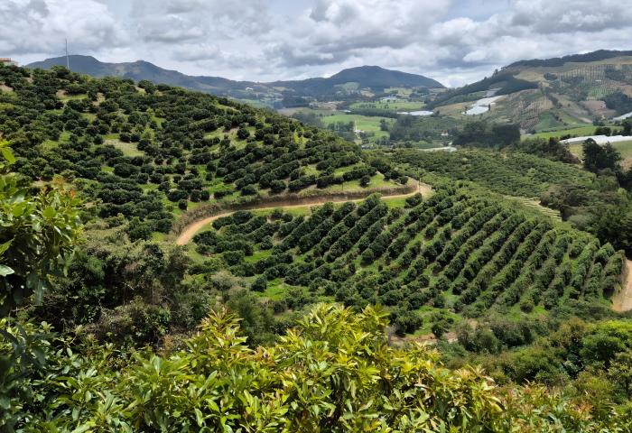 Avocado-Plantage in Kolumbien