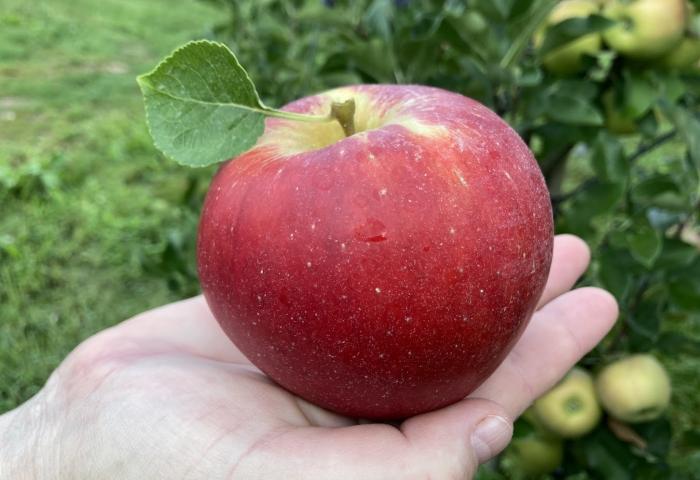 Apfel auf einer Hand