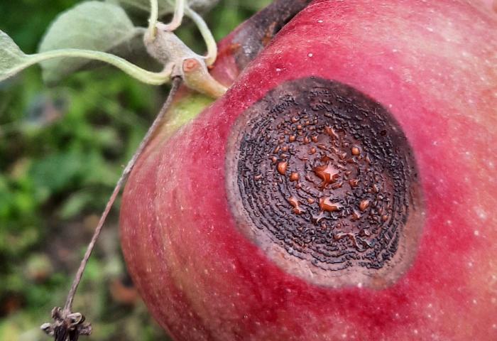 Person hält roten Apfel mit Faulschaden in der Hand