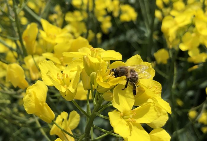 Biene auf gelber Blume