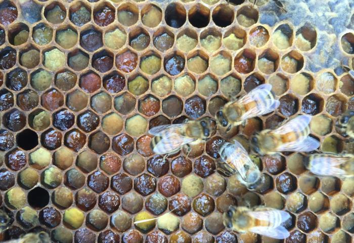 Bienen auf Waben