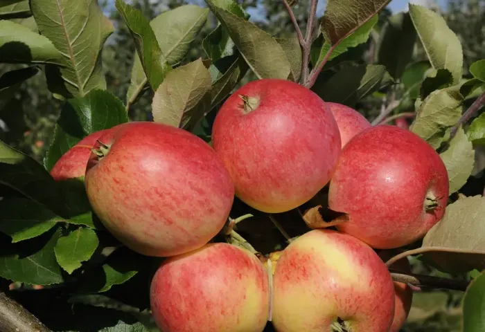 Äpfel an einem Zweig