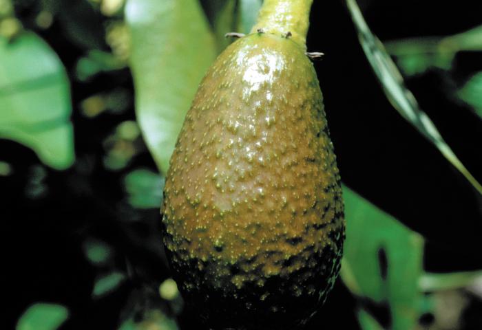 junge Avocado am Baum