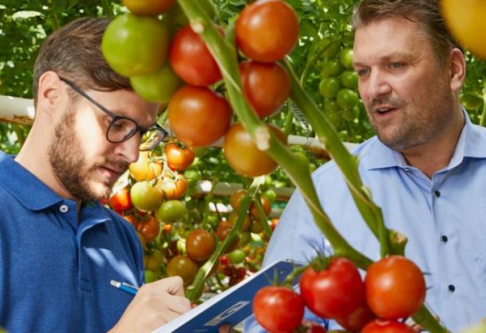 Männer stehen mit Notizblock in Tomatengewächshaus