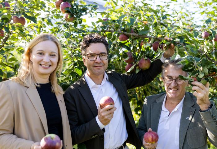 drei Menschen halten in einer Plantage Äpfel in der Hand