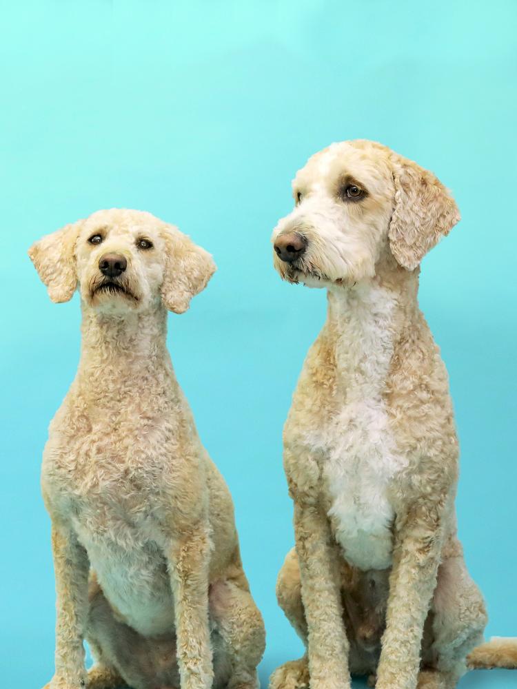 Portrait Frieda und Kalle