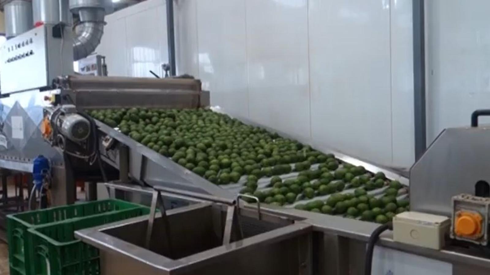 Avocados auf einem Laufband