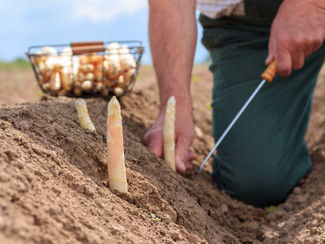 Person erntet weißen Spargel mit einem Spargelstecher aus dem Boden, Korb mit geerntetem Spargel im Hintergrund