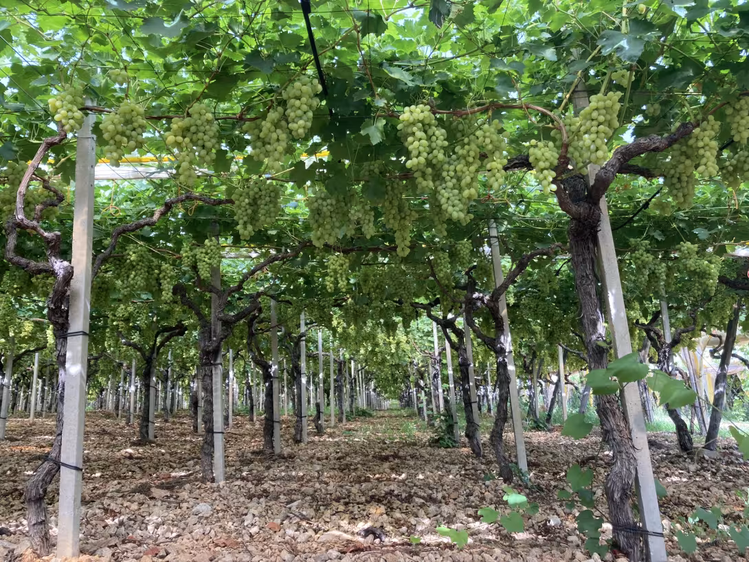 Reihe von Weinreben mit vielen grünen Trauben