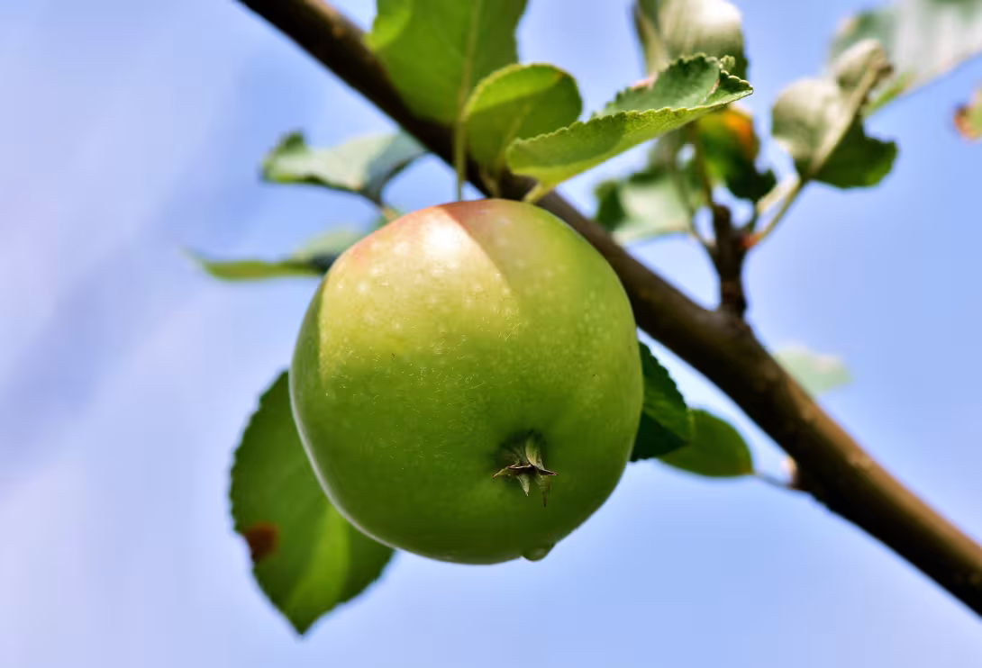 Grüner Apfel hängt an einem Ast mit grünen Blättern vor blauem Himmel