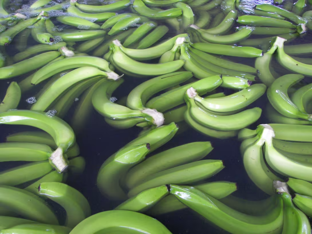 Grüne Bananen schwimmen in einem Reinigungsbecken