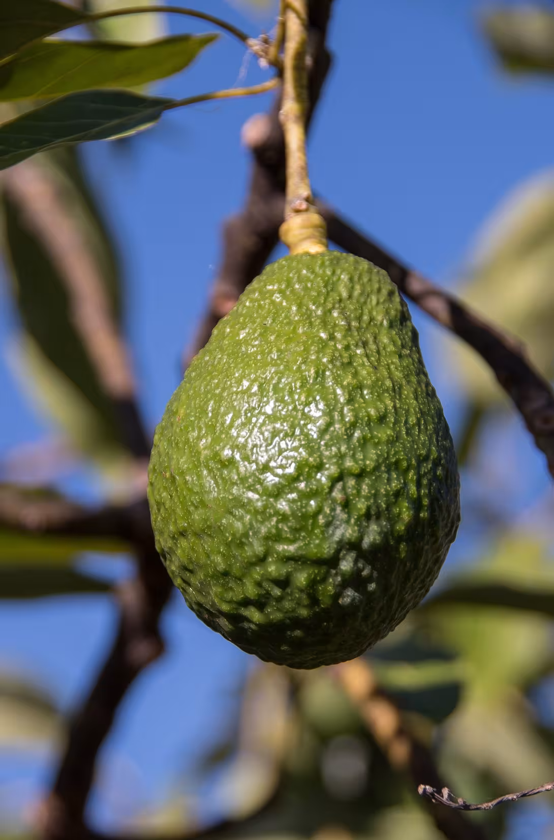 Eine einzelne, reife Avocado an einem Baum, grüne, glänzende Haut, hängend von einem Ast, umgeben von unscharfen Blättern.