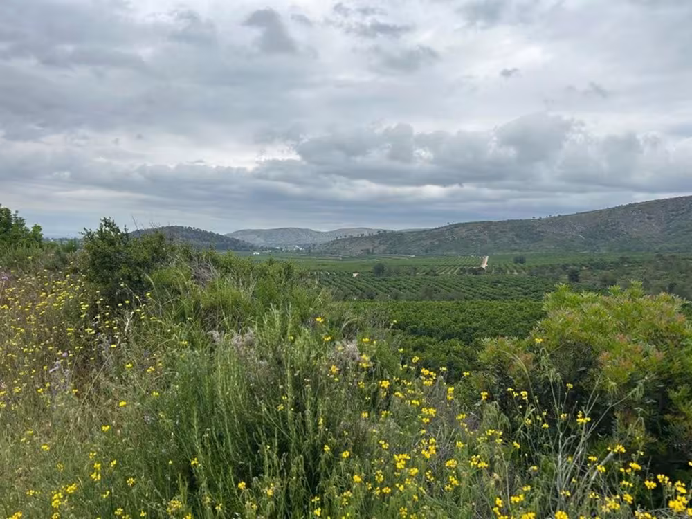 Landschaft mit grünen Feldern, Hügeln im Hintergrund und gelben Wildblumen im Vordergrund unter bewölktem Himmel.