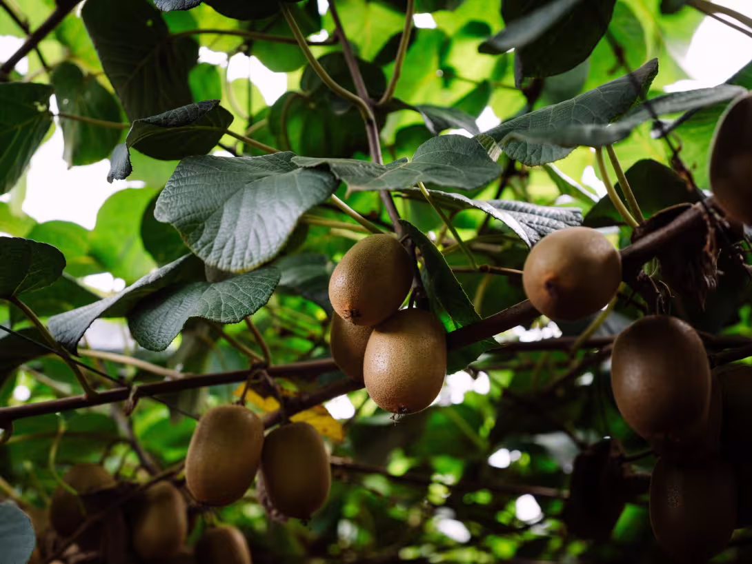 Kiwis in Italien