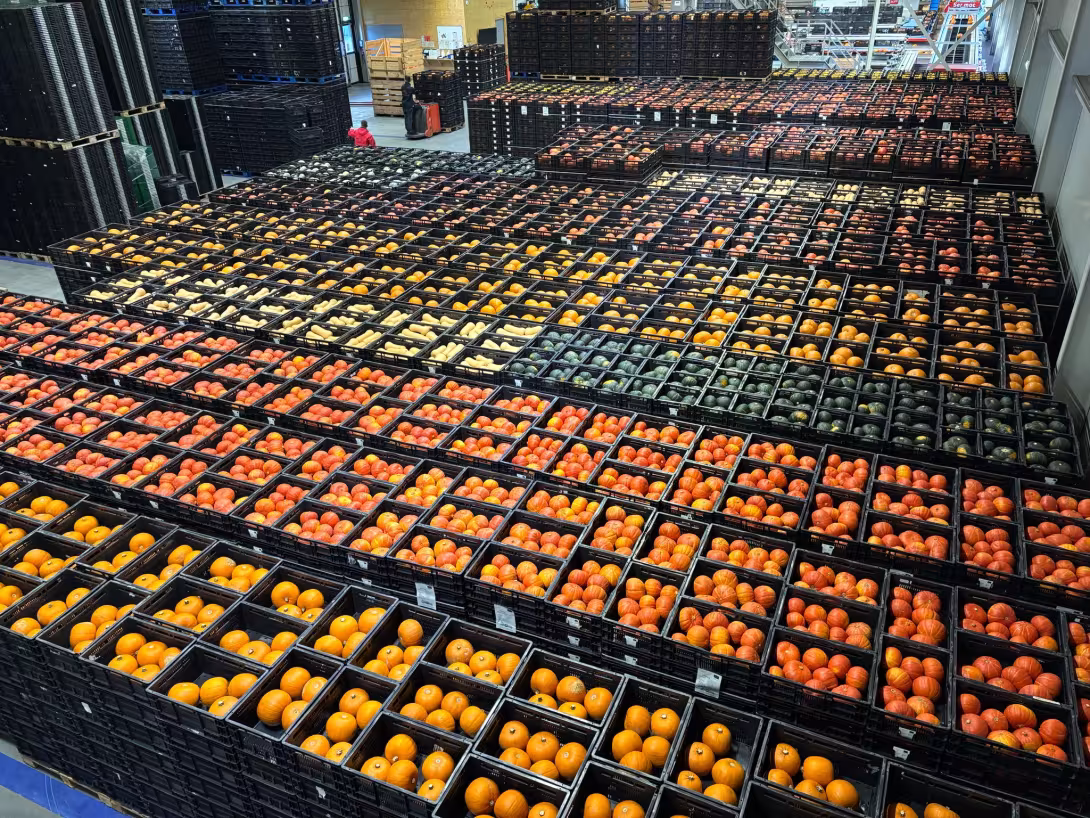 Vogelperspektive auf Lagerhalle mit vielen Kisten Kürbissen