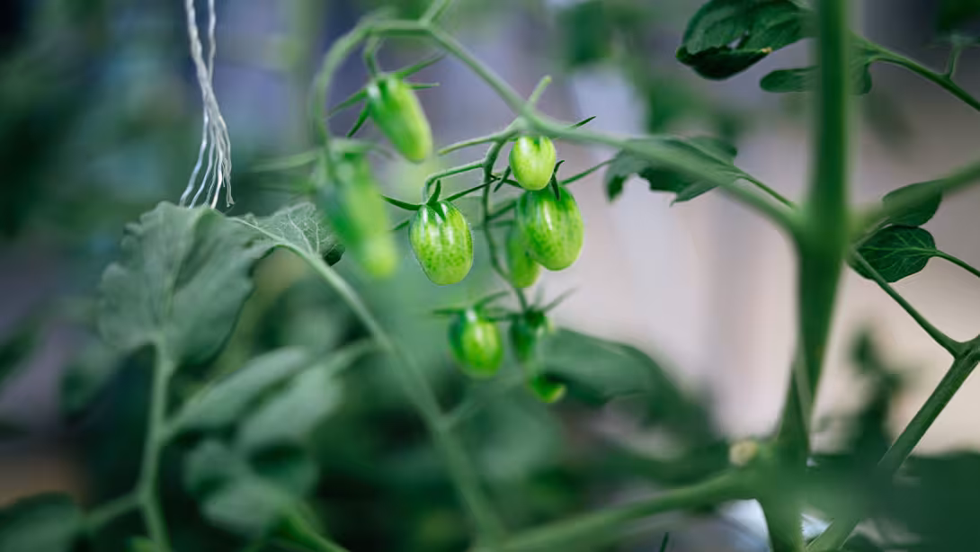 Tomaten aus dem Vertical Farming-Projekt von GreenFarmTEC